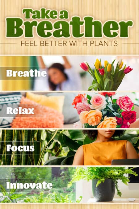 Take a breather feel better with plants